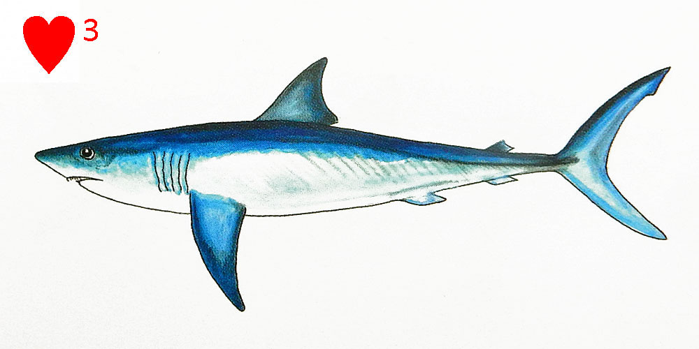 Mako Shark