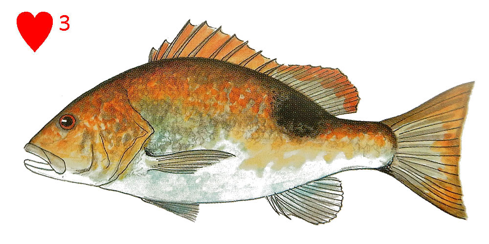 Golden Snapper