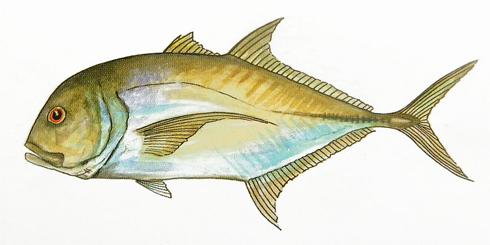 Giant Trevally