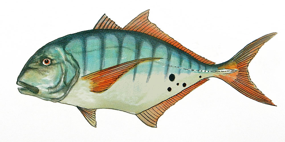 Golden Trevally