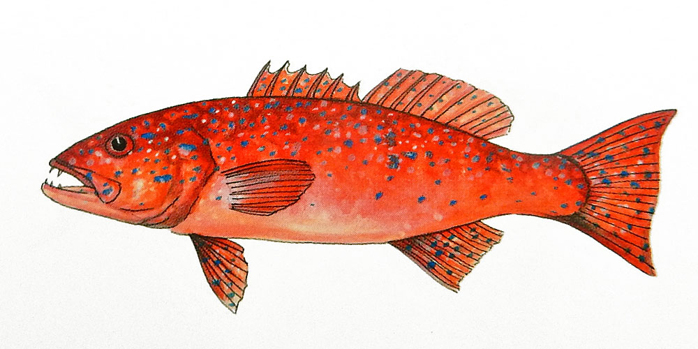 Coral Trout