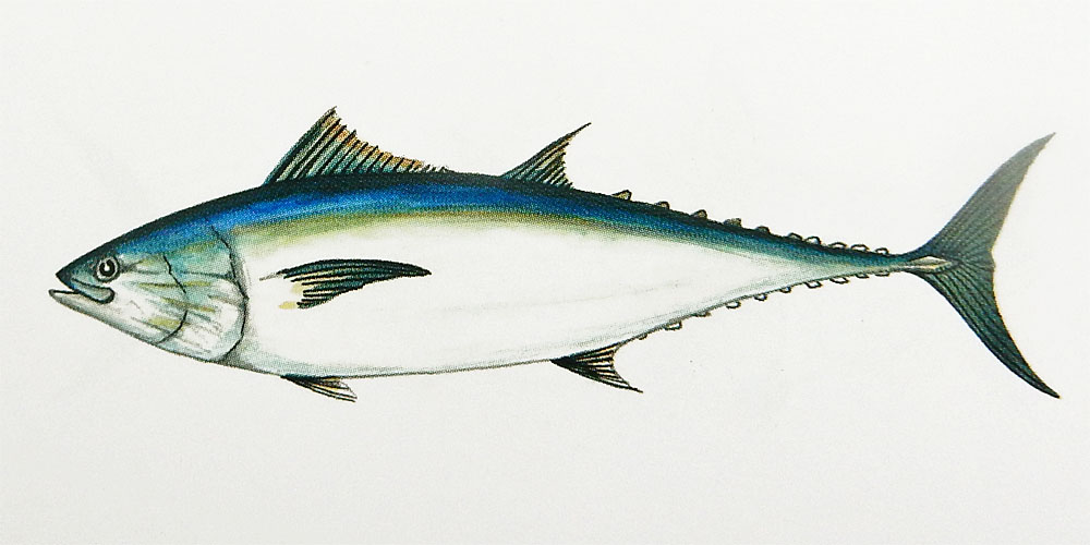 Longtail Tuna