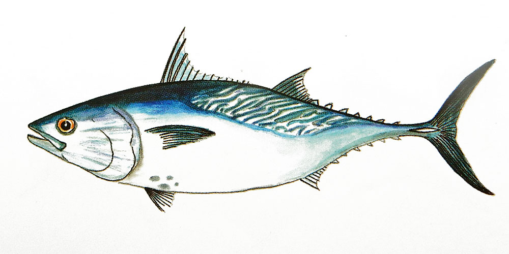 Mackerel Tuna